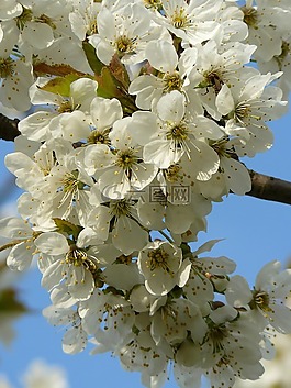 春天,花,白