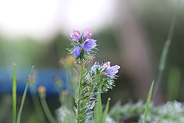 abendstimmung,花,露水