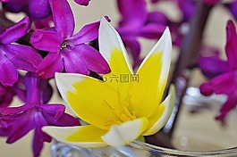 風(fēng)信子,花,春天的花