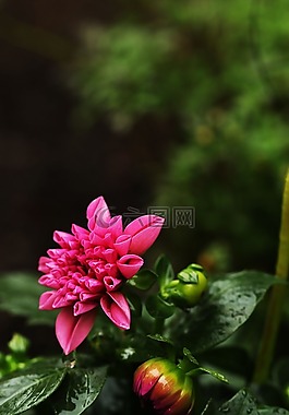 花,花園,粉紅色