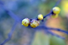 wintersweet,臘梅,梅花