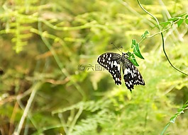 蝴蝶,昆蟲,性質(zhì)