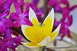 風信子,花,春天的花