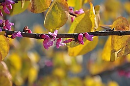花,季節(jié),粉紅色