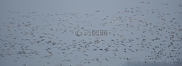 飛的鳥,鵝,候鳥