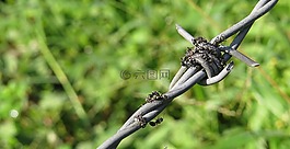 螞蟻,帶刺的鐵絲網(wǎng)是,昆蟲