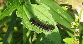 昆蟲,蠕蟲,性質(zhì)