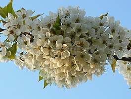 春天,花,白色的花