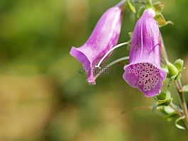 花,紫色,綠色