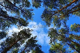 性質(zhì),樹,景觀
