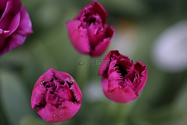 郁金香,鮮花,紫