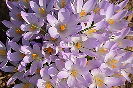 番紅花,花卉,春天