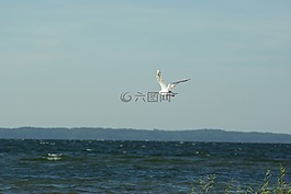 海鷗,鳥,天空