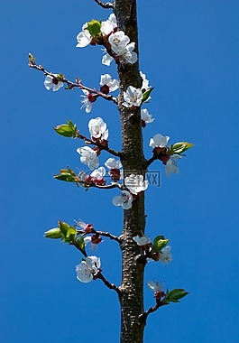 盛開,開花,科
