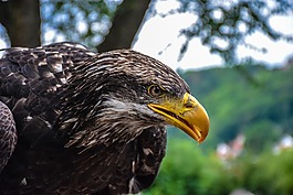 阿德勒,鷙鳥,鳥