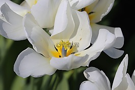 花,開花,關(guān)閉