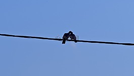 鳥,鴿子,愛情