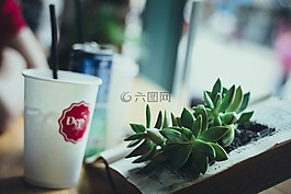 咖啡,創(chuàng)意,杯