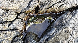 蟹,海岸,水
