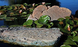百合港口,池,春