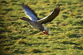 鵝,野鵝,鳥