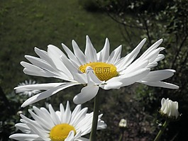 瑪格麗特,leucanthemum,復合材料