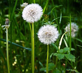 蒲公英,花,性質(zhì)