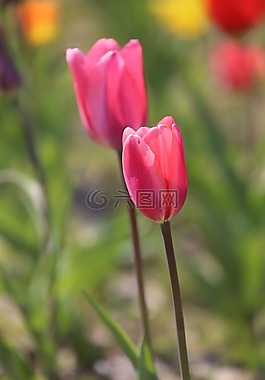 郁金香,開花,花