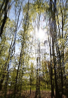 森林,林間空地,樹木