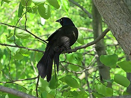 烏鴉,黑鳥,樹