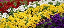 鮮花,廠,性質(zhì)