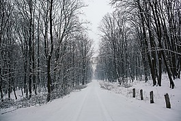 路,路径,树