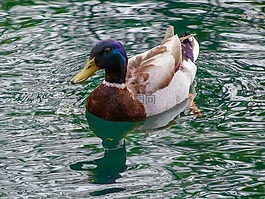 鴨,鳥,大自然