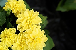 花,開花,廠