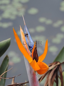 鮮花,花園,多彩