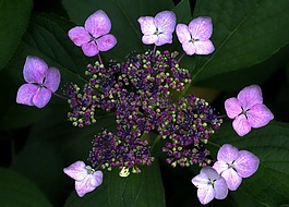 繡球,花邊,粉紅色
