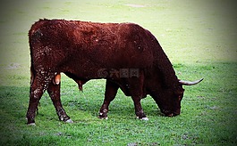 公牛,牛肉,牲畜
