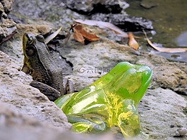 放射性青蛙,氣候變化,有毒廢料