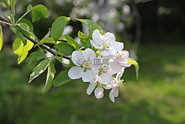蘋果,蘋果花樹,鮮花