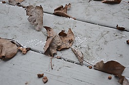 秋天,叶子,干