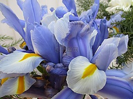 虹膜,花束,歡樂