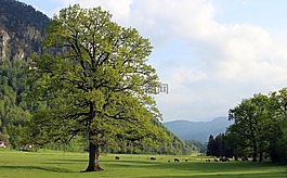樹,草地,牧場