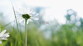 盛開,開花,洋甘菊