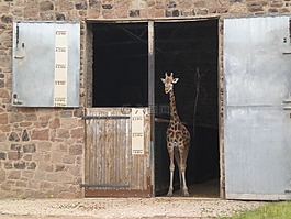 小長頸鹿,長頸鹿,動物園