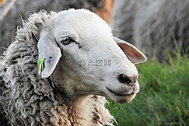 羊,牧場,草地