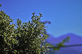 性質(zhì),布什,廠