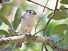 鳥,自然,樹