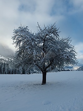 冬天,樹,雪