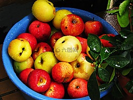 蘋果,集合的,濕