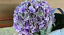 八仙花,花,開花